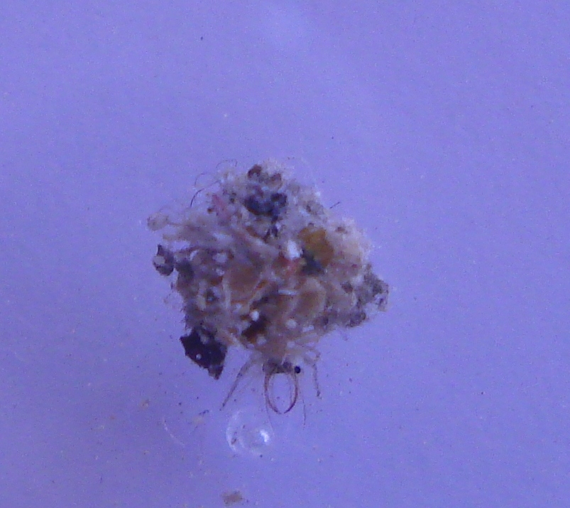 larva di probabile Dichochrysa